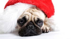 unhappy puppy in Christmas Hat